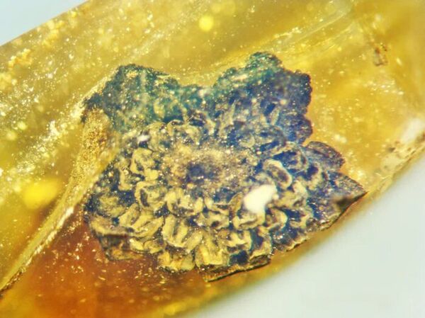 Flor que pertenceu a antigo supercontinente sobrevive em âmbar após 100 milhões de anos (FOTOS) - Sputnik Brasil