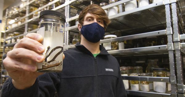 Nova espécie incrível de cobra 'miniaturizada' é descoberta nas Filipinas (FOTOS) - Sputnik Brasil