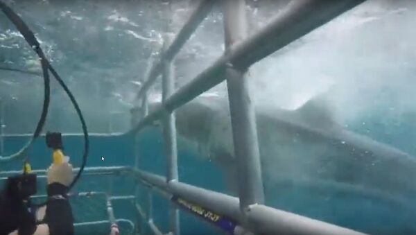 Tubarão branco esbarra com toda a força contra gaiola com mergulhadores na Austrália - Sputnik Brasil
