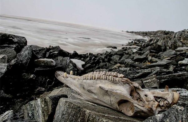 Crânio de cavalo encontrado em geleira da Noruega
 - Sputnik Brasil