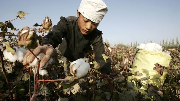Trabalhador colhe algodão cru em uma área de cultivo de algodão no noroeste da China, na região autônoma de Xinjiang - Sputnik Brasil