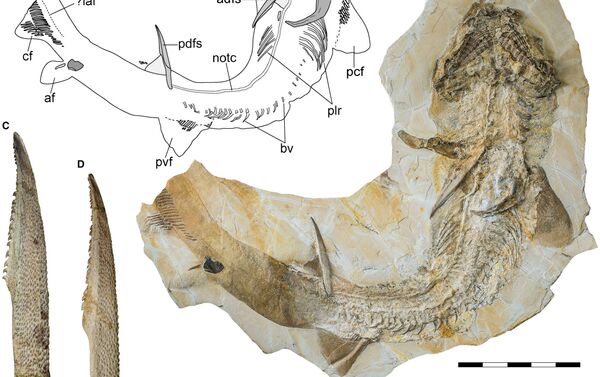 Espécie extinta de tubarão Asteracanthus - Sputnik Brasil