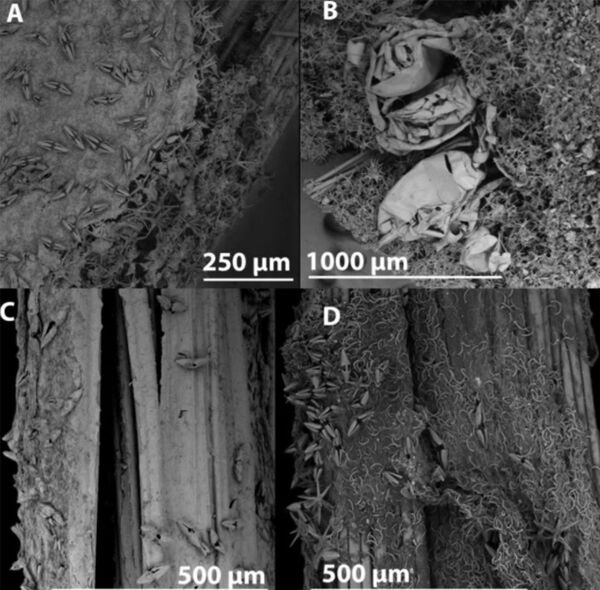 Predadores nunca antes vistos são descobertos na costa da Austrália (FOTOS) - Sputnik Brasil