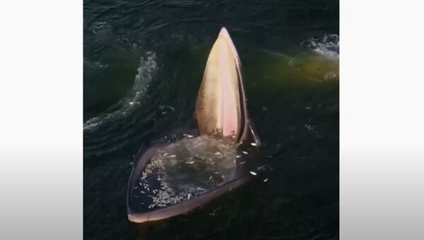 Baleia comendo peixes - Sputnik Brasil