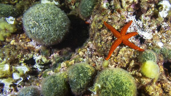 Estrela-do-mar-vermelha (Echinaster sepositus) e porífero verde (Codium bursa) em recife perto de Marselha, França - Sputnik Brasil