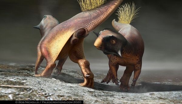 Fóssil de psitacossauro mostra como dinossauros faziam necessidades e copulavam (FOTO) Fóssil de psitacossauro mostra como dinossauros faziam necessidades e copulavam (FOTO) - Sputnik Brasil