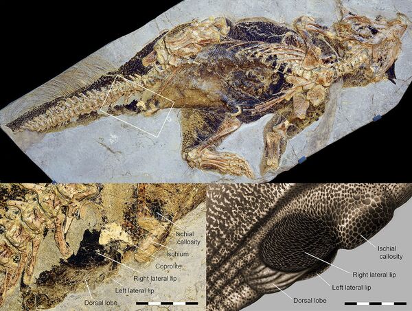 Fóssil de psitacossauro mostra como dinossauros faziam necessidades e copulavam (FOTO) Fóssil de psitacossauro mostra como dinossauros faziam necessidades e copulavam (FOTO) - Sputnik Brasil