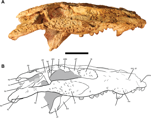 Espécie de jacaré vivendo há 42 milhões de anos revela enigma de mudanças climáticas (FOTOS) - Sputnik Brasil