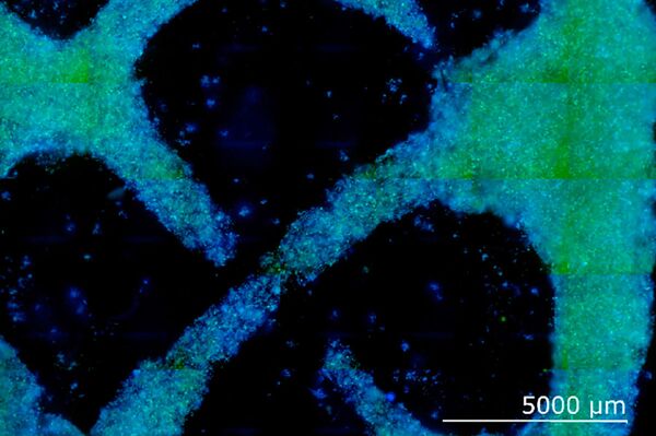 Cultivar mobiliário? Cientistas desenvolvem técnica que o tornaria possível (FOTOS) - Sputnik Brasil