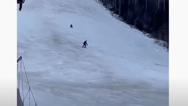Urso persegue homem em pista de esqui - Sputnik Brasil