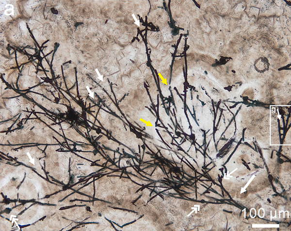 Achado microfóssil de 'fungo' que teria ajudado a Terra a se recuperar de catastrófica era do gelo - Sputnik Brasil