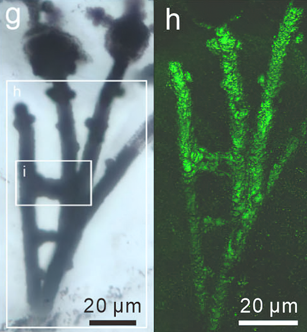 Achado microfóssil de 'fungo' que teria ajudado a Terra a se recuperar de catastrófica era do gelo - Sputnik Brasil