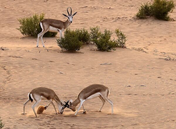 Gazelas no deserto em Abu Dhabi, Emirados Árabes Unidos, em 26 de janeiro de 2021 - Sputnik Brasil