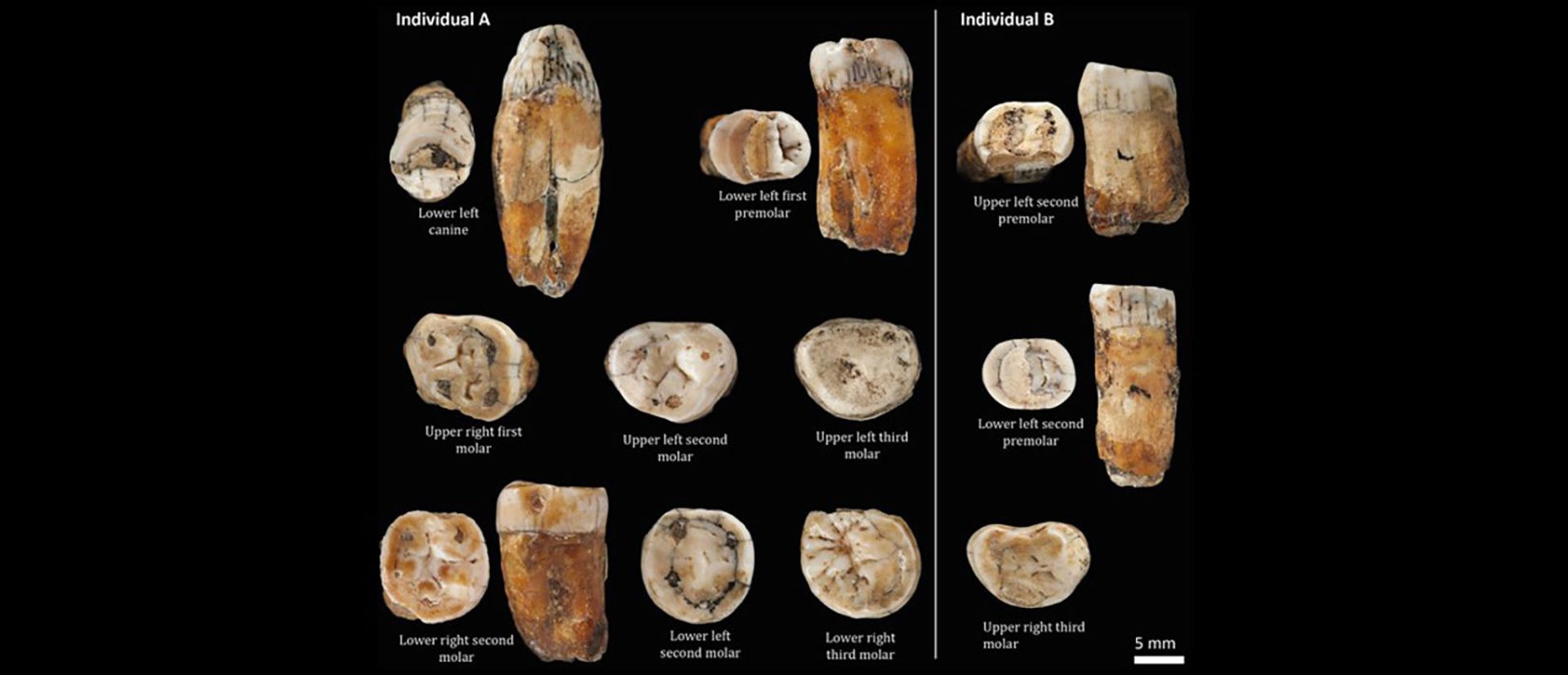 Dentes pré-históricos indicam sexo entre neandertais e Homo sapiens antes do que se pensava (FOTO) Dentes pré-históricos indicam sexo entre neandertais e Homo sapiens antes do que se pensava (FOTO) - Sputnik Brasil, 1920, 02.02.2021