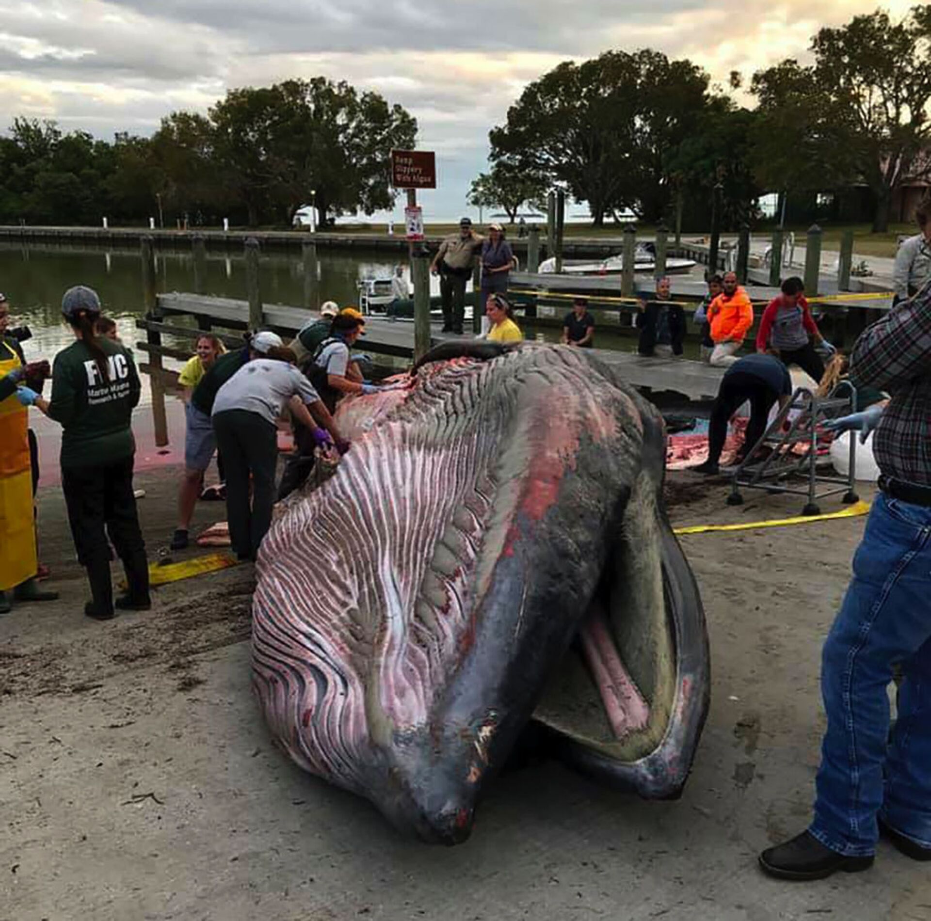 Monstro gigante que chegou à praia de costa litorânea na Flórida é de nova espécie de baleia (FOTO) - Sputnik Brasil, 1920, 05.02.2021