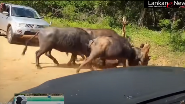 Búfalos atacam leopardo - Sputnik Brasil