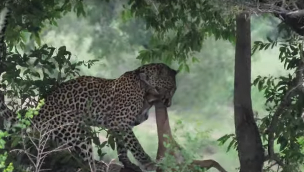 Leopardo abocanha presa - Sputnik Brasil