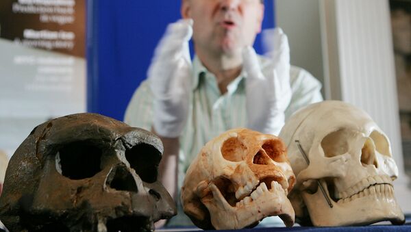 Chris Stringer, pesquisador do Museu de História Natural e do Instituto Francis Crick, no Reino Unido, apresenta crânios ancestrais - Sputnik Brasil