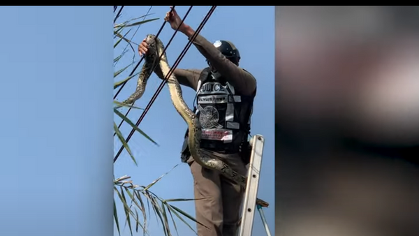 Policial resgata píton presa em cabos de alta tensão na Tailândia - Sputnik Brasil