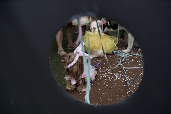 Cachorro durante o desfile de cachorros anual do Carnaval no Rio de Janeiro, Brasil, 13 de fevereiro de 2021. Festas do Carnaval no Rio foram canceladas, mas muitos donos de animais de estimação se reuniram com seus cachorros para competir pela melhor fantasia, Rio de Janeiro, Brasil, 13 de fevereiro de 2021 - Sputnik Brasil