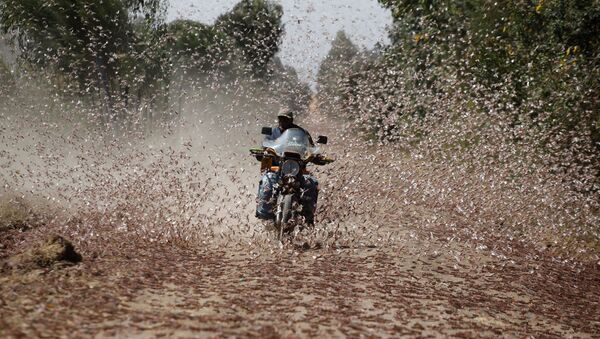 Homem andando de motocicleta passando por enxame de gafanhotos do deserto perto da cidade de Rumuruti, Quênia, 1º de fevereiro de 2021 - Sputnik Brasil