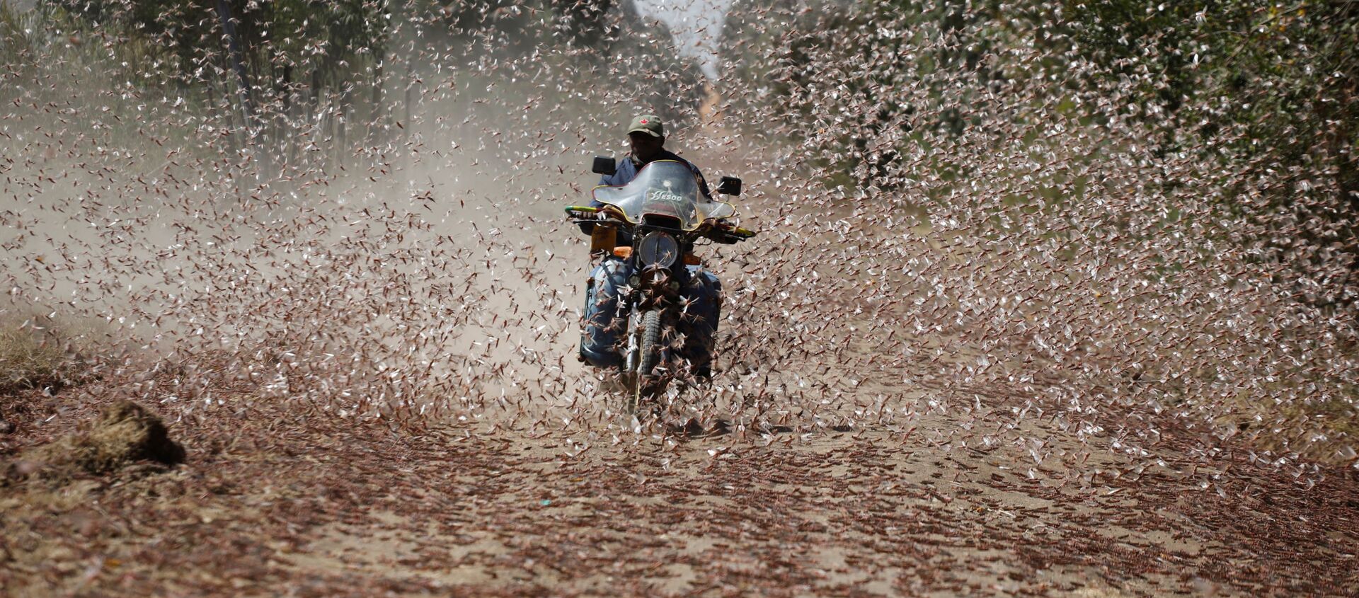 Homem andando de motocicleta passando por enxame de gafanhotos do deserto perto da cidade de Rumuruti, Quênia, 1º de fevereiro de 2021 - Sputnik Brasil, 1920, 24.02.2021