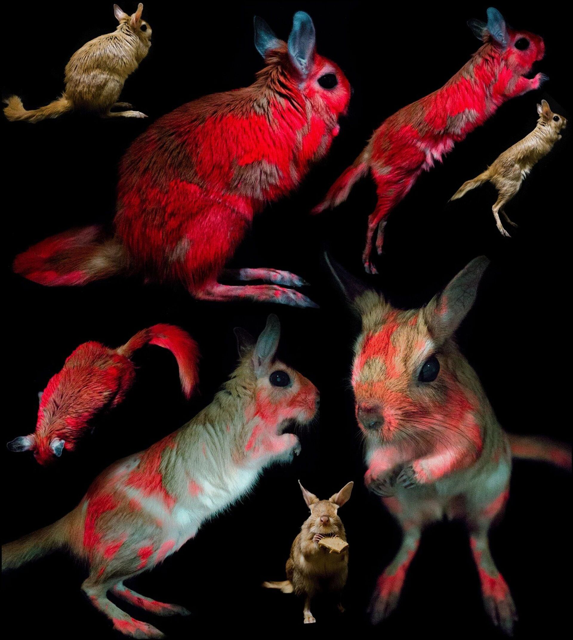 Pelo de ratinho africano fica vermelho sob luz ultravioleta e cientistas não sabem por quê (FOTO) - Sputnik Brasil, 1920, 26.02.2021