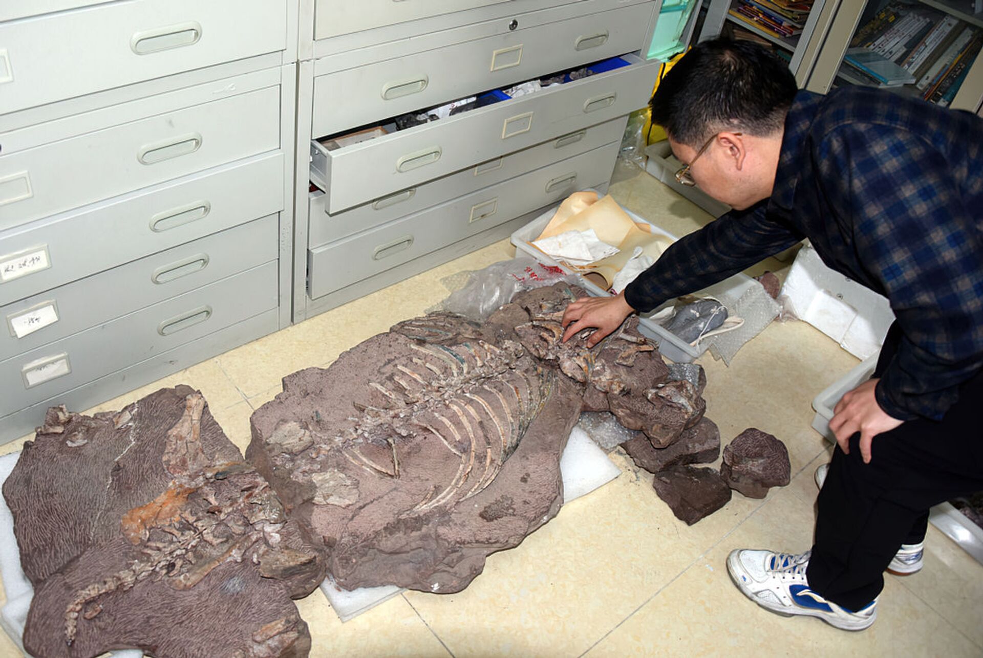 Descobrem na China nova espécie de réptil com 2 presas que viveu há 250 milhões de anos (FOTOS) - Sputnik Brasil, 1920, 27.02.2021
