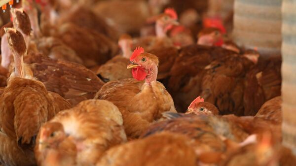 Granja com produção de frangos caipira para abate no mercado externo e interno, em Uberaba (MG) - Sputnik Brasil