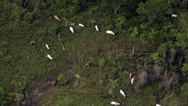 Gado invade área do Parque Nacional da Serra do Pardo, em São Félix do Xingu (PA), município que lidera ranking de emissões de gases de efeito estufa no Brasil (arquivo) - Sputnik Brasil