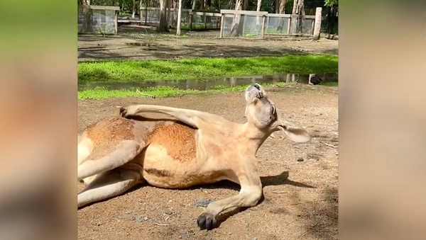 Canguru 'em pose de humano' relaxa e aproveita dia ensolarado na Austrália - Sputnik Brasil