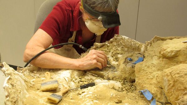 Anne Teppo trabalha em um fóssil de dinossauro - Sputnik Brasil