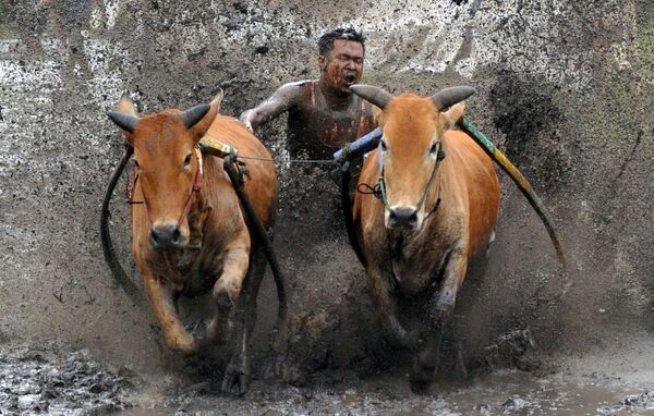 Concorrente chicoteia suas vacas durante a corrida Pacu Jawi, Sumatra Ocidental, Indonésia
 - Sputnik Brasil