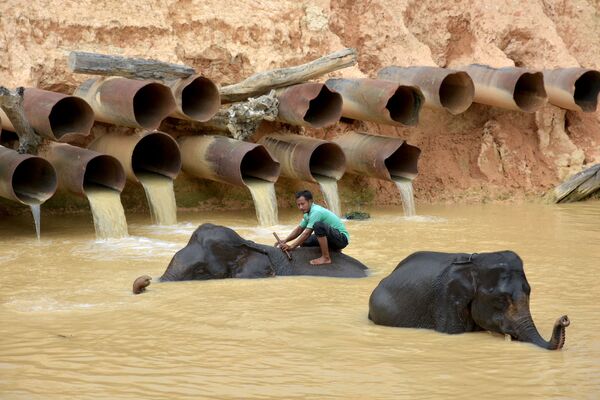 Homem dá banho aos elefantes na província de Riau, Indonésia
 - Sputnik Brasil
