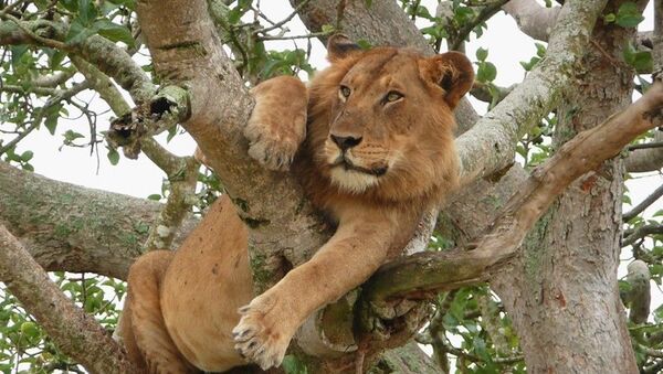 Os leões do Parque Nacional Rainha Elizabeth, em Uganda, são famosos por subir em árvores - Sputnik Brasil