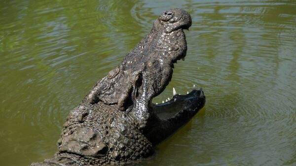 Crocodilo mostra sua grande mandíbula (imagem referencial) - Sputnik Brasil