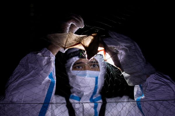 Especialista em morcegos desemaranha morcego de uma rede na Universidade de Los Baños, Filipinas
 - Sputnik Brasil