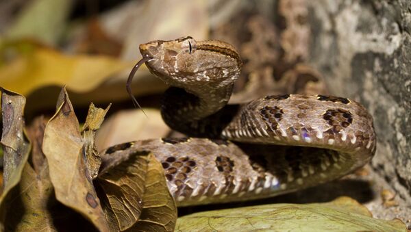 Cobra Trimeresurus mucrosquamatus ou Taiwan habu.  - Sputnik Brasil