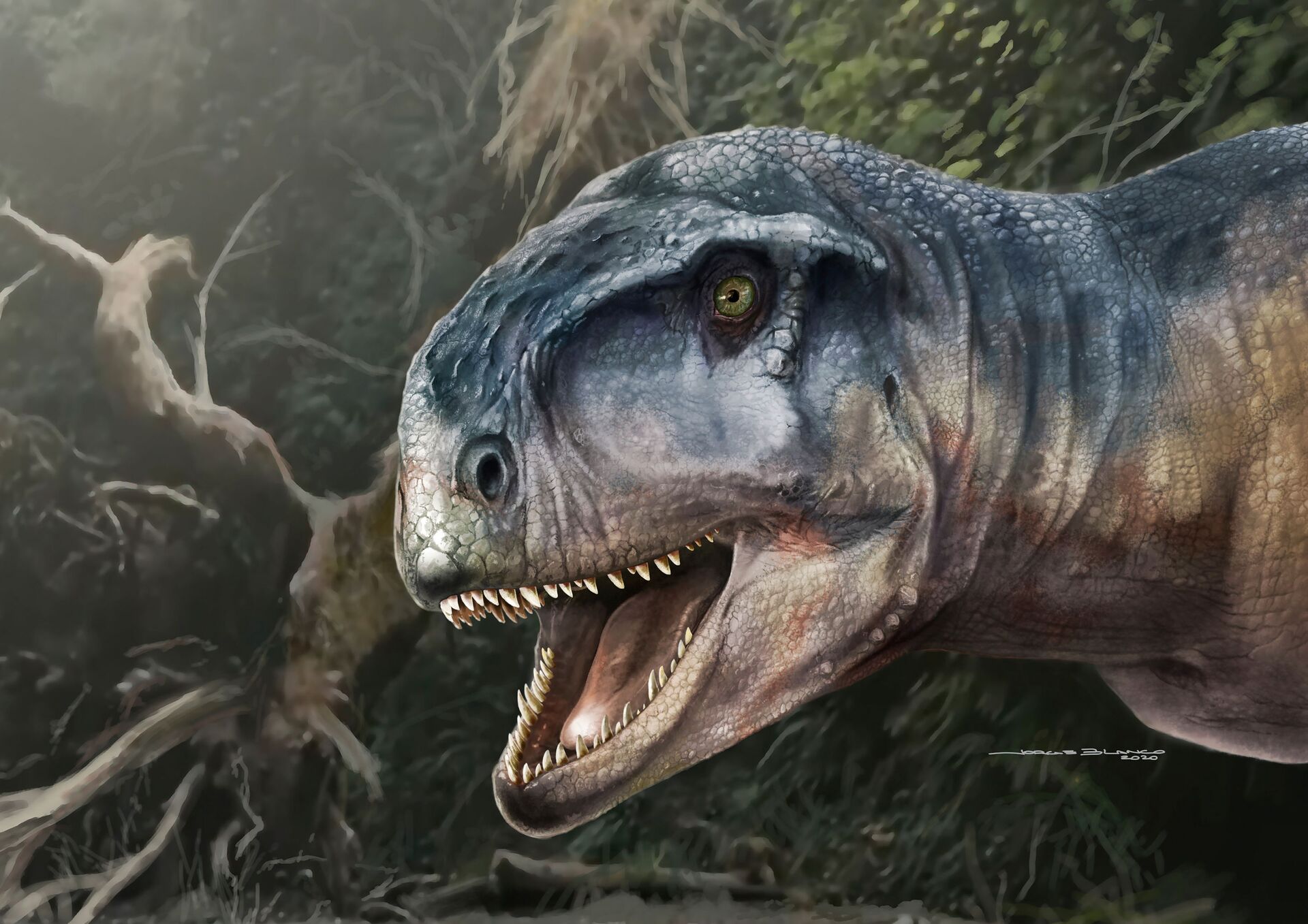 Novo 'tiranossauro' com crânio assustador pode ter aterrorizado Patagônia há 80 milhões anos (FOTOS) - Sputnik Brasil, 1920, 31.03.2021