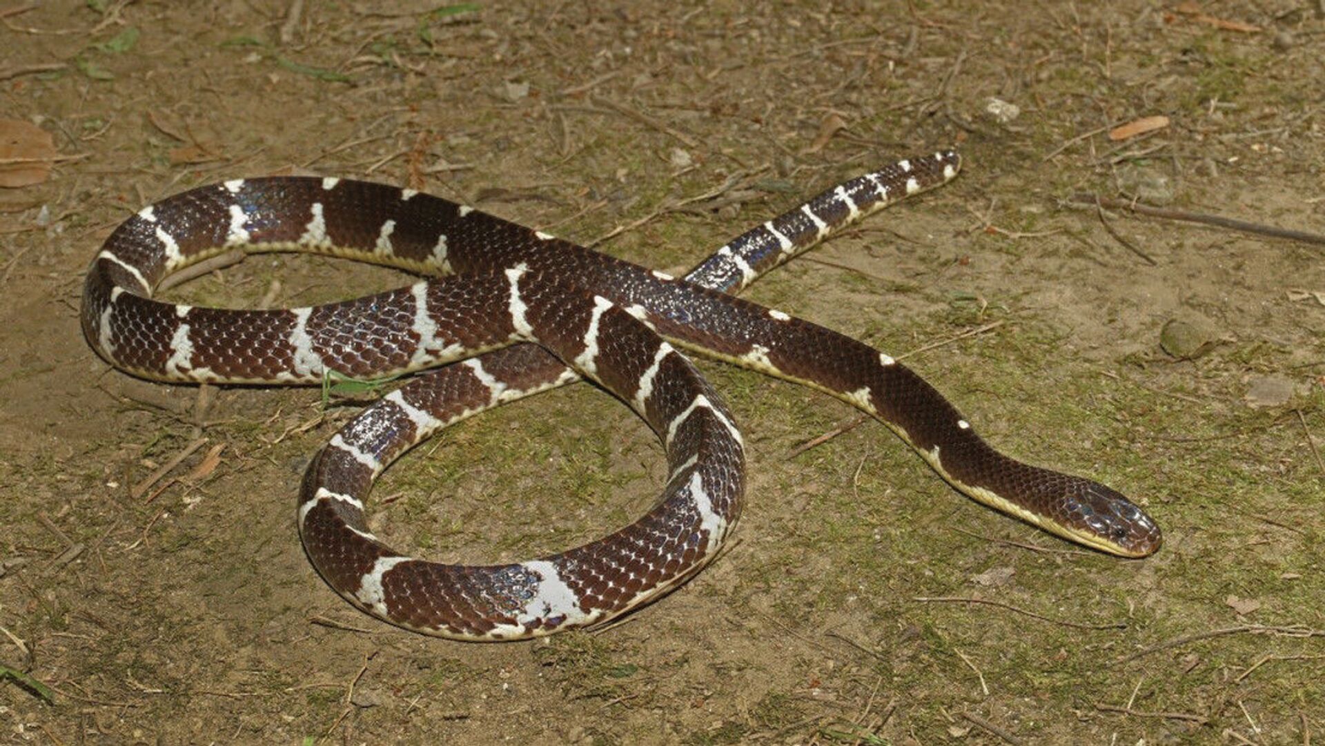 Nova espécie de serpente altamente venenosa é descoberta na China (FOTO) - Sputnik Brasil, 1920, 07.04.2021
