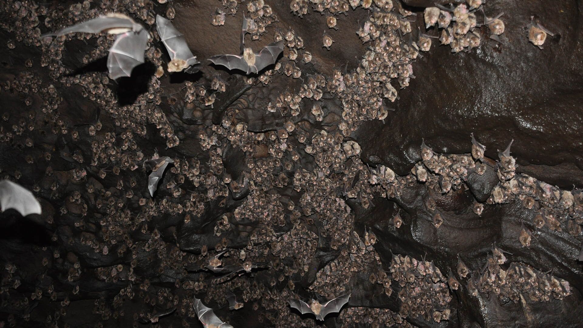 'Ciência maluca': arqueólogos estudam fezes de morcego para decifrar passado da humanidade (FOTOS) - Sputnik Brasil, 1920, 08.04.2021