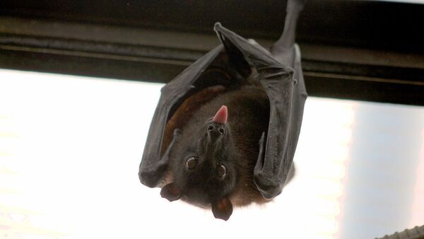 Morcego (foto referencial) - Sputnik Brasil