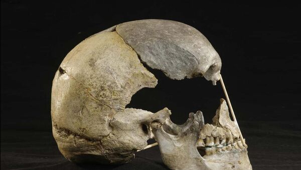 Crânio de Zlaty Kun de cerca de 45 mil anos, na República Tcheca (imagem ilustrativa) - Sputnik Brasil
