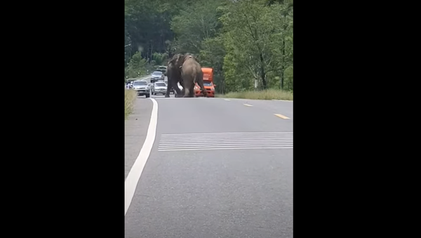 Saia do meu caminho! Elefantes furiosos causam caos em estrada movimentada - Sputnik Brasil