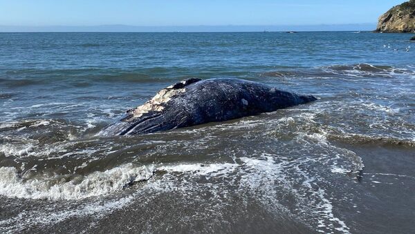Corpo de baleia-cinzenta arrastado sem vida até à costa de São Francisco, na Califórnia - Sputnik Brasil