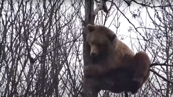 Urso sobe a árvore frágil e relaxa a quase 10 metros de altura - Sputnik Brasil