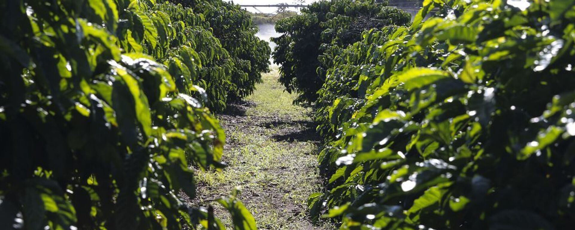 Plantação de café na Embrapa Cerrado - Sputnik Brasil, 1920, 15.05.2024