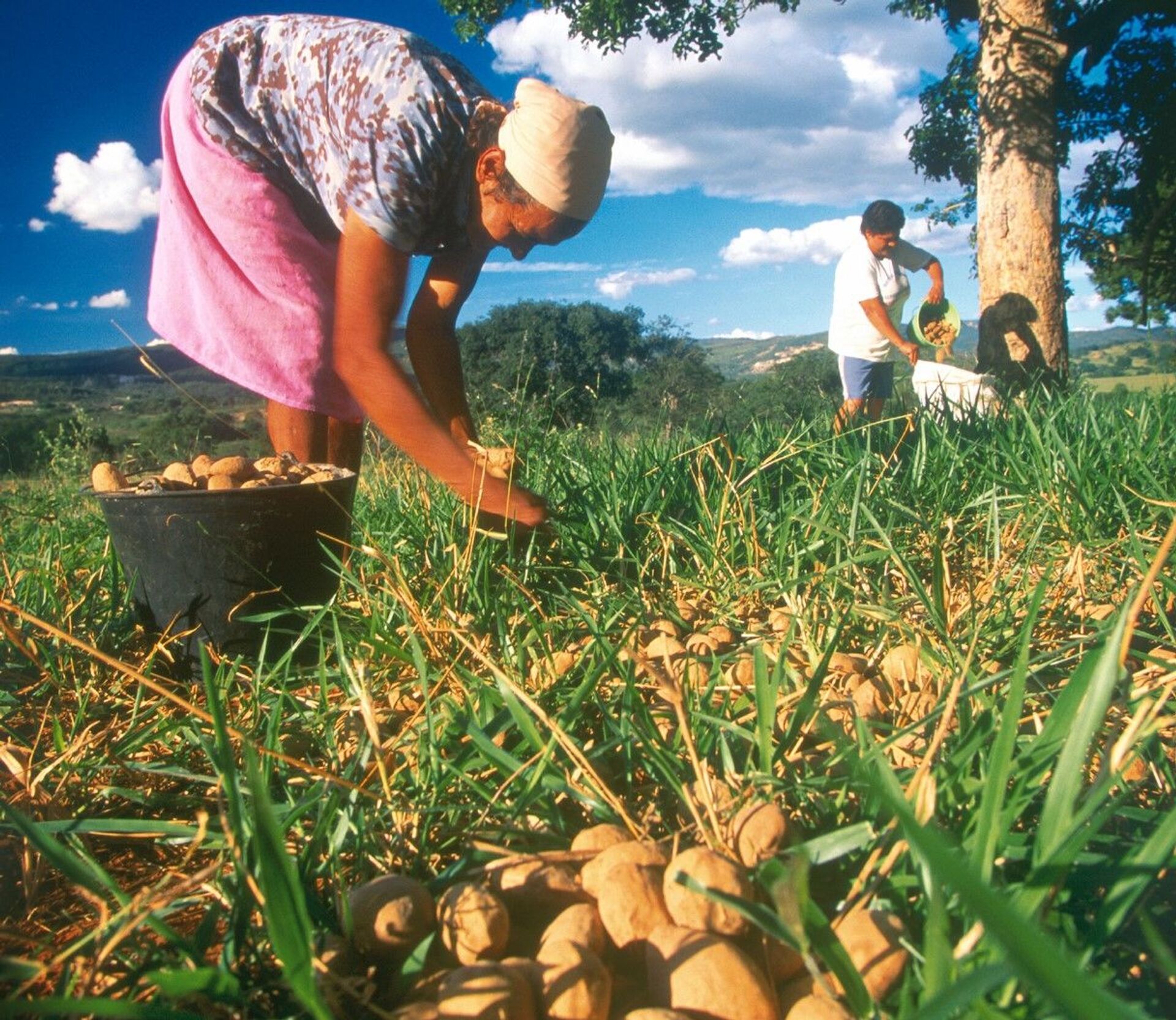 Agricultura familiar em cada uma das 5 regiões do Brasil: confira histórias de sucesso e desafios - Sputnik Brasil, 1920, 13.04.2021