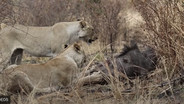 Leões atacam gnu em savana africana  - Sputnik Brasil