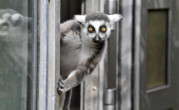 Lêmure no jardim zoológico em Duisburg, Alemanha, 15 de abril de 2021 - Sputnik Brasil